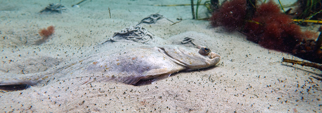 Schülerboje Scholle